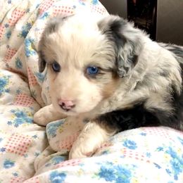 Australian Shepherd and Miniature Australian Shepherd Puppies from Bline's Awesome Aussies