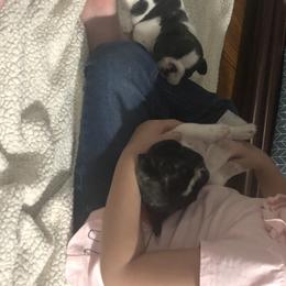 French Bulldog and Miniature Bull Terrier Puppies from DyHar Bullies