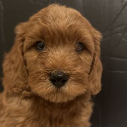 Boy 3 - Red  Goldendoodle puppy in Lancaster, South Carolina from MJ's Designer Doodles
