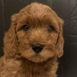 Boy 3 - Red  Goldendoodle puppy in Lancaster, South Carolina from MJ's Designer Doodles