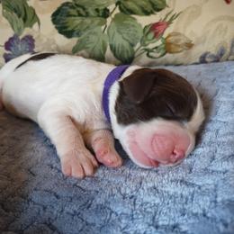 Delight - White and liver female English Springer Spaniel puppy in Kingsport, Tennessee from Leandra's English Springer Spaniels