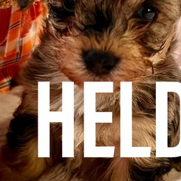 Honey - Merle Yorkipoo puppy in Canton, Texas from X-F Kennels