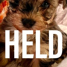 Honey - Merle Yorkipoo puppy in Canton, Texas from X-F Kennels