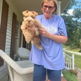 Ransom - Wheaten male Miniature Schnauzer puppy in Grayson, Kentucky from Seventh Heaven Schnauzers