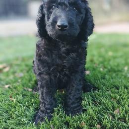 Aussiedoodle, Goldendoodle, and Poodle Puppies from Rebecca Creek Retrievers, LLC