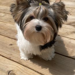 Biewer Terrier, Chinese Crested, and Yorkshire Terrier Puppies from FronkLinn Kennel