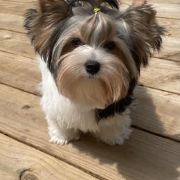 Biewer Terrier, Chinese Crested, and Yorkshire Terrier Puppies from FronkLinn Kennel