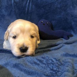 Girl 1 - Golden Retriever puppy in Lexington, Kentucky from ShimGold Golden Retrievers