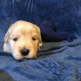 Girl 1 - Golden Retriever puppy in Lexington, Kentucky from ShimGold Golden Retrievers