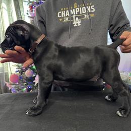 Brown - Black male Cane Corso puppy in Norwalk, California from Gaxx Corsos