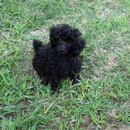 MP AKC Toy Blue - Sable male Poodle puppy in Benson, North Carolina from A Bundle of Love