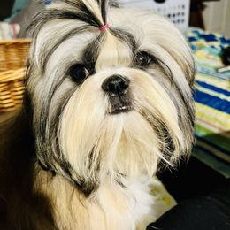 Rita - Shih Tzu