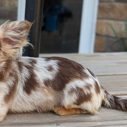 Chihuahuas from Cute As A Cupcake Chihuahuas