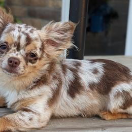 Chihuahuas from Cute As A Cupcake Chihuahuas