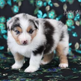 Summit - Blue merle male Australian Shepherd puppy in Herriman, Utah from Painted Blue Aussies