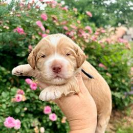 Aspen (navy) - Buff female Cockapoo puppy in Denver, Pennsylvania from Greenview Puppies
