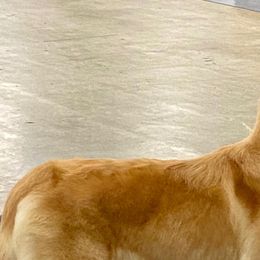 Golden Retrievers from Martha's Golden Retrievers