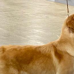 Golden Retrievers from Martha's Golden Retrievers