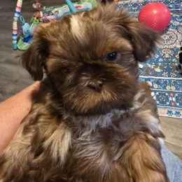 Nash - Chocolate male Shih Tzu puppy in Filer, Idaho from Shih Tzu Kennels