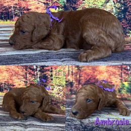 Ambrosia - Red  Poodle puppy in Swansboro, North Carolina from Monarch Standard Poodles