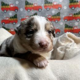 Australian Shepherd Puppies from M3 Sassafrass Ranch