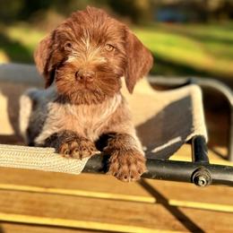 Annie - Chestnut and gray female Wirehaired Pointing Griffon puppy in Shelbyville, Texas from AndersonK9Kennels Bayou Beards