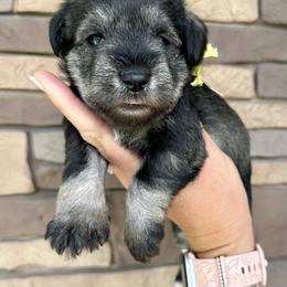 Yellow Ribbon Girl - Salt and pepper female Miniature Schnauzer puppy in Floyd, Virginia from Little River Puppies