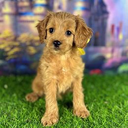 Yellow Collar - female Cavapoochon puppy in Waterford, California from Windy Hill Doodles