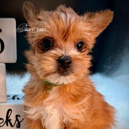 Boy 2 green - Tan male Yorkshire Terrier puppy in Machesney Park, Illinois from Three Yorkie Family