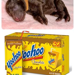 Labradoodle Puppies from Mud Puppies