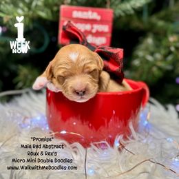 Promise - Red male Double Doodle puppy in Orange, Texas from Walk with Me Doodles