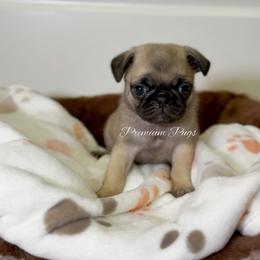 Rosie - Fawn female Pug puppy in Shady Hills, Florida from Premium Pugs