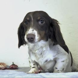 Rosie - Dachshund