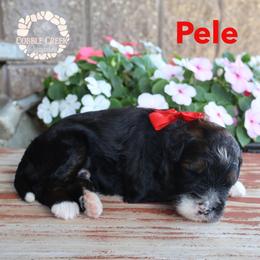 Pele - Phantom male Bernedoodle puppy in Heyworth, Illinois from Cobble Creek Puppies