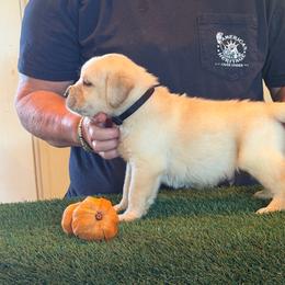 Yellow boy - Yellow male Labrador Retriever puppy in Whigham, Georgia from Diamond C Labradors