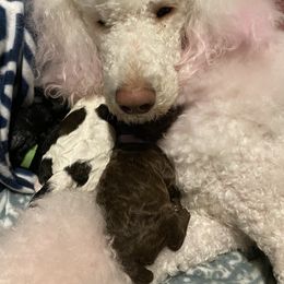 Poodle Puppies from Mars  Glitz Poodles