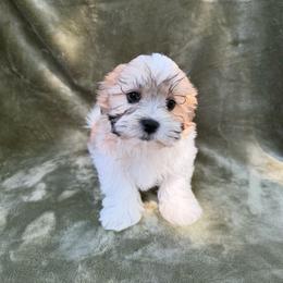Blake - Brown and white male Shichon puppy in Onawa, Iowa from Parico Puppies