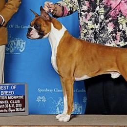 Boxers from MCVE BOXERS