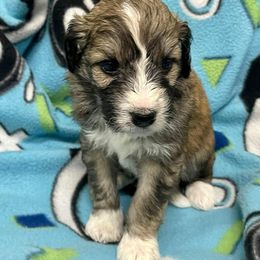 Aussiedoodle and Bordoodle Puppies from Holland Hilltop Farm