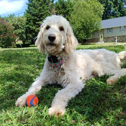 Solly - Goldendoodle