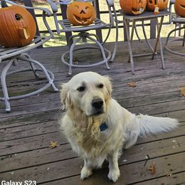 Riley - Golden Retriever