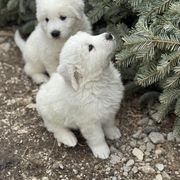 Winnie - White Maremma Sheepdog puppy in Riverhead, New York from Sunny Shore Farms