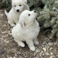 Winnie - White Maremma Sheepdog puppy in Riverhead, New York from Sunny Shore Farms