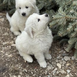 Winnie - White Maremma Sheepdog puppy in Riverhead, New York from Sunny Shore Farms