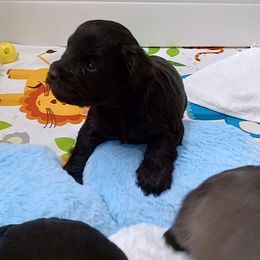 Black girl - Black female Miniature Schnauzer puppy in Kannapolis, North Carolina from Schnauzer Affinity