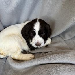 English Springer Spaniel Puppies from STORYSIDESPRINGERS