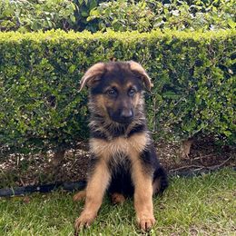 Drakko - Black and red male German Shepherd puppy in Whitewater, California from Vom Haus Metzler Shepherds