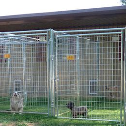 Miniature American Shepherds and Miniature Australian Shepherds from Rocking 2R Kennel