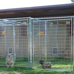 Miniature American Shepherds and Miniature Australian Shepherds from Rocking 2R Kennel