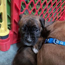 Purple - Brindle female Boxer puppy in Titusville, Pennsylvania from Perry Hill Bullies
